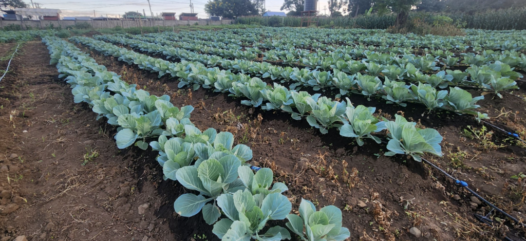 Rows of cabbages in the kitchen garden at Patandi School, irrigated with a drip irrigation system.